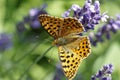 An orange pretty butterfly, Argynnis paphia, sitting on lavender blossoms