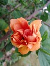 Orange pretty flower , i love it so much