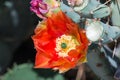 Orange Prickly Pear Cactus Flower Royalty Free Stock Photo