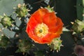 Orange Prickly Pear Cactus Flower Royalty Free Stock Photo