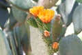 Orange Prickly Pear cactus flowers blooming