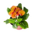 Orange primrose in a flowerpot