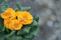 Orange primrose before gray background.