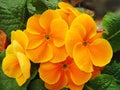 Orange primrose primula flower closeup