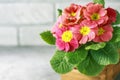 Orange primrose Primula vulgaris hybrid potted spring flower. Macro. Copy space.