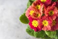 Orange primrose Primula vulgaris hybrid potted spring flower. Macro. Copy space.