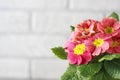 Orange primrose Primula vulgaris hybrid potted spring flower. Macro. Copy space