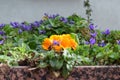 orange primrose between violets Royalty Free Stock Photo