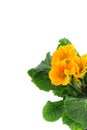 Orange Primula flowerpot on white isolated background