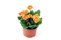 Orange Primula flowerpot on white isolated background Royalty Free Stock Photo