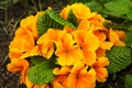 Orange primula flowers