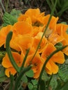 Orange Primula in the garden Royalty Free Stock Photo