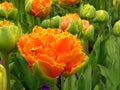 Orange Princess Double Late Tulip and green buds in park.  Tulipa Orange Princess. Peony-shaped Royalty Free Stock Photo