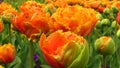 Orange Princess Double Late Tulip and green buds in park.  Tulipa Orange Princess. Peony-shaped Royalty Free Stock Photo