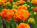 Orange Princess Double Late Tulip and green buds in park.  Tulipa Orange Princess. Peony-shaped Royalty Free Stock Photo