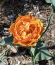 Orange Princess Tulip