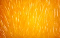 Orange pulp texture background Royalty Free Stock Photo