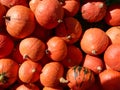 Orange pumkins Royalty Free Stock Photo