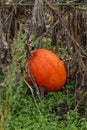 Orange pumpkin found in a special area inside the Botanica Garden In Cluj Napoca , Romania