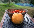 Orange pumpkin in front of a basket full of fresh red tomatos. Garden table Royalty Free Stock Photo