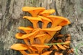 Orange Pumpkin Fungus Royalty Free Stock Photo