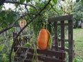 Orange pumpkin in garden. Growing orange pumpkins Royalty Free Stock Photo