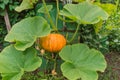 Orange pumpkin among the green leaves and lashes grows in the garden near the barrel Royalty Free Stock Photo