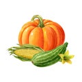 Orange pumpkin, green striped squash and corn cob isolated on white background. Watercolor handdrawn illustration.