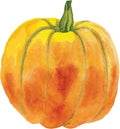 Orange pumpkin with a green tail. Vector picture