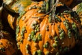 Orange pumpkin with growths on its skin Royalty Free Stock Photo