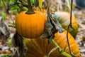 Orange pumpkin hanging on the plant with 2 pumpkins in the background organic garden cultivation Royalty Free Stock Photo