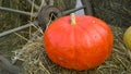 Orange pumpkin on hay and wooden cart wheel background. Autumn decor. Rich harvest concept. Thanksgiving day. Village style. Flori