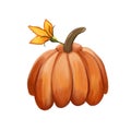 Orange pumpkin on an isolated white background. Digital art, oil imitation. Autumn harvest, vegetable, halloween. Stock