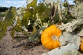 Orange pumpkin among the leaves in the field Royalty Free Stock Photo