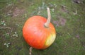 Orange pumpkin with long pedicle on ground
