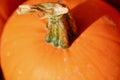 Orange pumpkin stem macro background texture Royalty Free Stock Photo