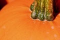 Orange pumpkin stem macro background texture Royalty Free Stock Photo