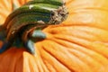 Orange pumpkin stem macro background texture Royalty Free Stock Photo