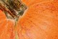 Orange pumpkin stem macro background texture Royalty Free Stock Photo