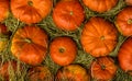 orange pumpkin straw background natural harvest autumn, symmetrical vegetables pattern