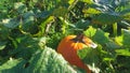 Orange Pumpkin in sunny field