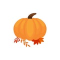 Orange pumpkin vector illustration. Autumn halloween pumpkin, vegetable graphic icon or print, isolated on white background Royalty Free Stock Photo