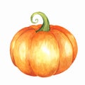 Orange pumpkin. Watercolor illustration