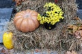 Orange pumpkin, yellow dry leaves and autumn flowers chrysanthemums on the straw bales for Halloween. Halloween decoration home ya Royalty Free Stock Photo