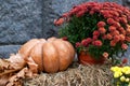 Orange pumpkin, yellow dry leaves and autumn flowers chrysanthemums on the straw bales for Halloween. Halloween decoration home ya Royalty Free Stock Photo