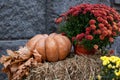 Orange pumpkin, yellow dry leaves and autumn flowers chrysanthemums on the straw bales for Halloween. Halloween decoration home ya Royalty Free Stock Photo