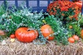 Orange pumpkins, asters, green shrubs on straw bales in front of the entrance to the house on the eve of Halloween Royalty Free Stock Photo