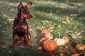 Orange pumpkins and bunch of dog miniature Pinscher sitting on green grass. Autumn season concept