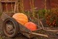 Orange pumpkins are in the cart. Harvesting, autumn concept. Vegetables are in a wheelbarrow for transportation. Agriculture.