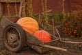 Orange pumpkins are in the cart. Harvesting, autumn concept. Vegetables are in a wheelbarrow for transportation. Agriculture.